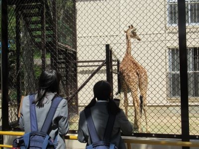 池田動物園のキリン贈呈式を取材してきました